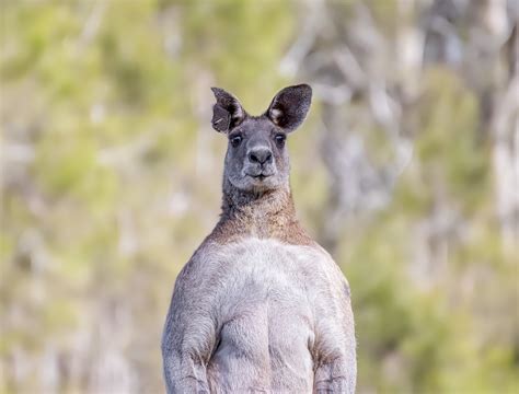 Eastern Grey Kangaroo Male Mansour Vahedi Flickr