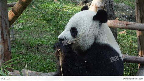 Medium Shot Of A Funny Giant Panda Eating Bamboo Stock Video Footage