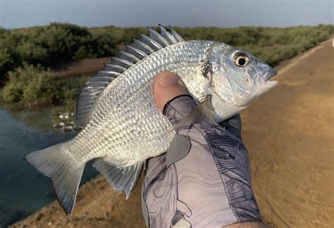 Fisherman Discovers New Species Of Sea Bream In Red Sea Hatchery