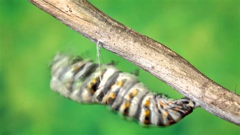 Black Swallowtail Caterpillars Pupate Youtube