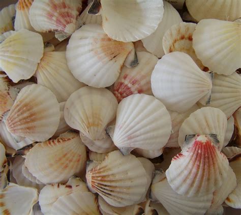 Rare Sea Shells Viewing Gallery