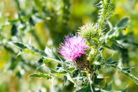 Thistle Control Austin Weed Control Magic Pest And Lawn Austin Tx