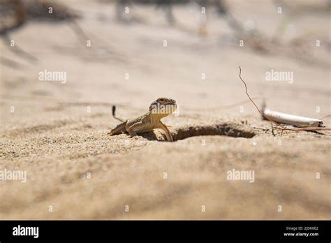 Portrait Of Desert Lizard Secret Toadhead Agama Near Its Burrow Stock