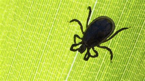 University Of Wisconsin Madison Launches Tick Tracking App