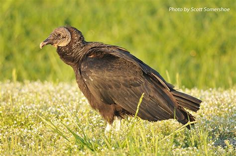 Black Vulture State Of Tennessee Wildlife Resources Agency