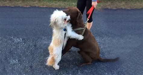 Adorable Dog Friends Show Their Love For Each Other With Big Hugs Pet