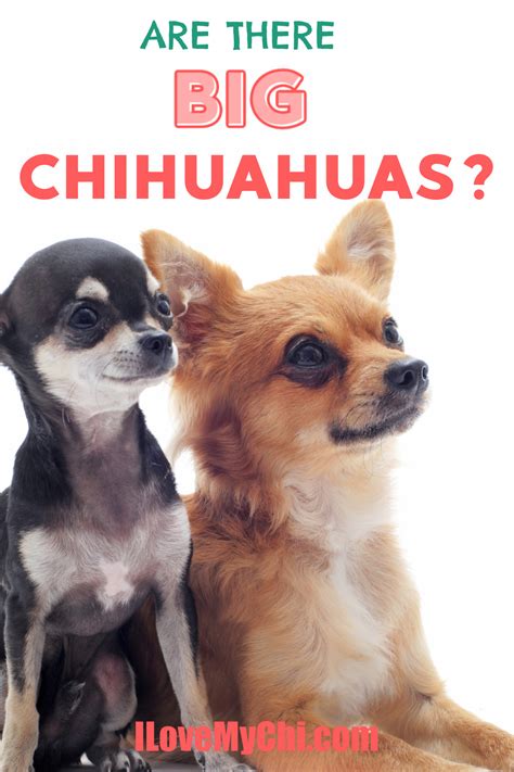 Are There Big Chihuahuas I Love My Chi