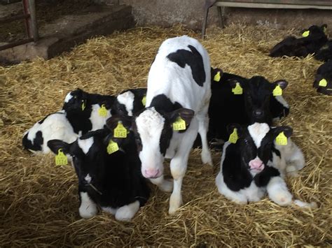 Calf Trade 250 Calves Presented For Sale On Monday At Bandon Mart