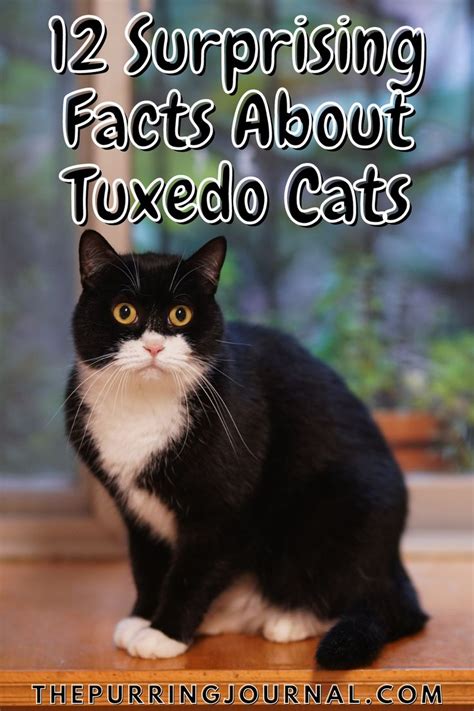 12 Surprising Facts About Tuxedo Cats Tuxedo Cat Facts Cat Facts