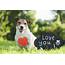 How To Tell If Your Dog Loves You  Top 5 Signs Furbo Camera
