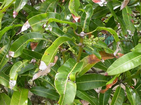 A grafted tree will flower and produce fruit at three or four years, depending on the health and vigor of the tree. Barbados Flora & Fauna: Fruit Trees Are Flowering