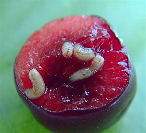 Are These Maggots In Cherries