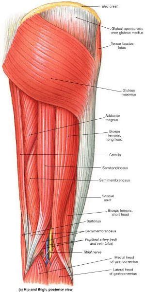 POSTERIOR THIGH MUSCLE Diagram Quizlet