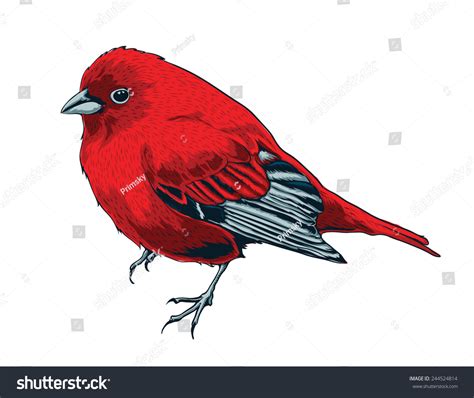 Little Red Bird Vector Stock Vector Royalty Free 244524814 Shutterstock