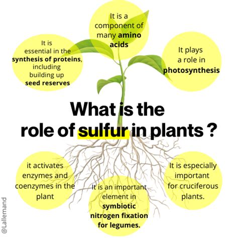 All You Need To Know About Sulfur In Agriculture Plant Care Knowledge