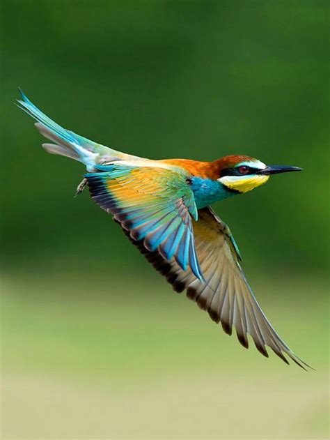 Pin By خالد العبادي Khaled Alabbade On طيور Birds Beautiful Birds