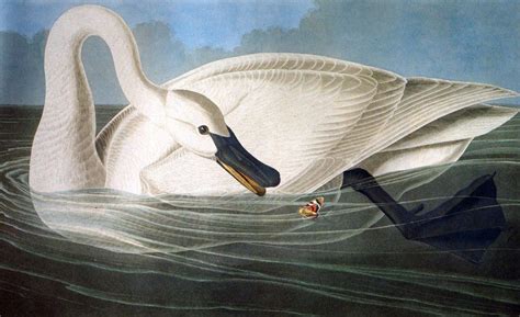 John James Audubon Trumpeter Swan 50 Off Artexpressws