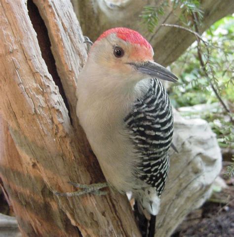 Red Bellied Woodpecker Audubon