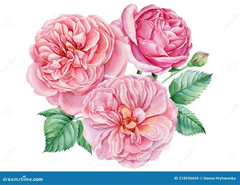 Pink Roses Flowers On An Isolated White Background Watercolor