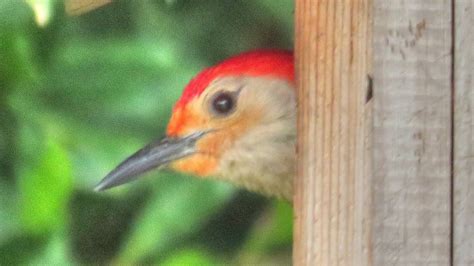Red Bellied Woodpeckers Nesting In Nest Box Youtube