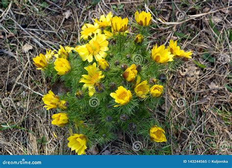 Early Spring Steppe And Meadow Flowers Adonis Vernalis Pheasant`s Eye