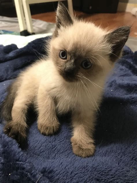 Check spelling or type a new query. Siamese Cats For Sale | Vernon Township, NJ #306187