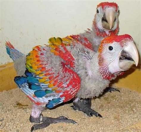 Parrots And Exotic Birds For Sale Scarlet Macaws