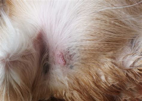 Do Dogs Lick Mast Cell Tumors