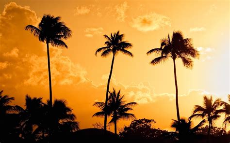 Palm Tree Wallpaper ·① Download Free Hd Wallpapers For Desktop And Mobile Devices In Any