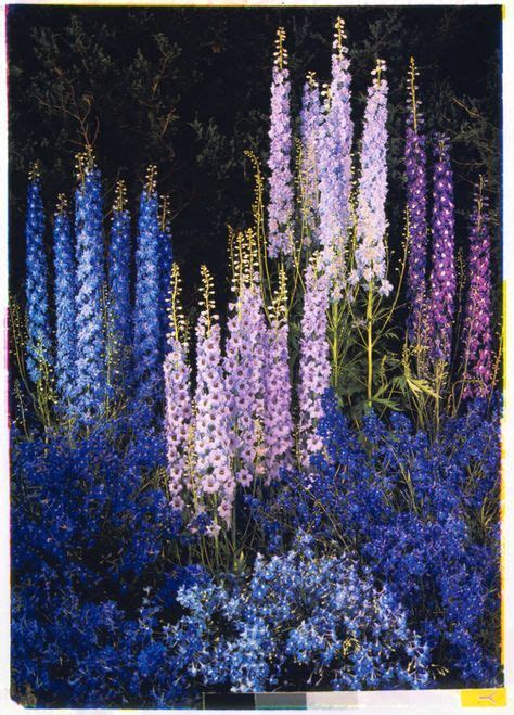 Get free shipping on qualified blue perennials or buy online pick up in store today in the outdoors department. Delphiniums | Delphinium flowers, Flower landscape ...