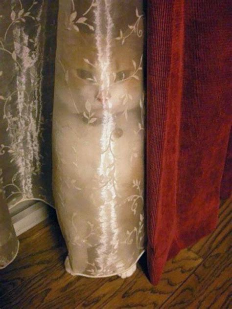 30 Hilarious Ninja Cats Who Have Mastered The Ancient Arts Funny Cat