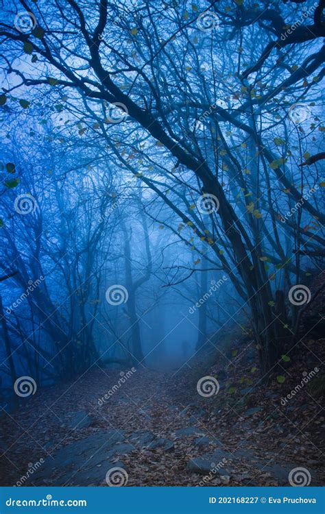 Beautiful Mystical Forest In Blue Fog In Autumnscenery With Path In