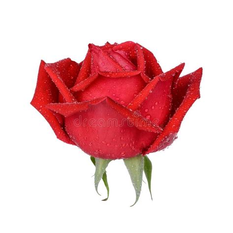 Red Rose With Water Drops Isolated On White Background Stock Image