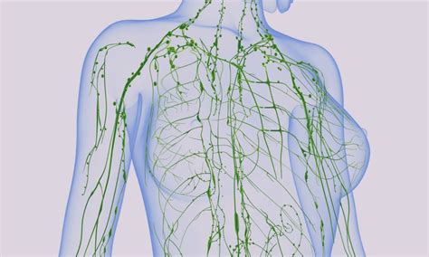 Detox And Promote Healing With Lymphatic Drainage Therapy Atlant Health