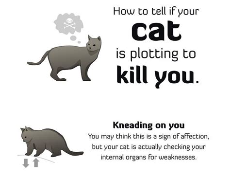 La Teacher How To Tell If Your Cat Wants To Kill You