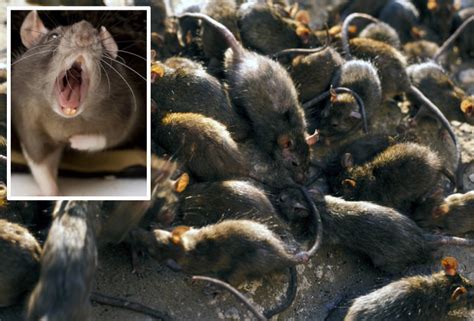 Rat Invasion 100 Million Rodents To Invade Brit Homes Amid Coldest