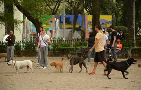 Tus Mascotas Podrán Recibir Consultas Gratis En Parques Del Df Máspormás