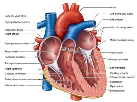 To better understand the structure and function of a microscope, we need to take a look at the labeled microscope diagrams of the compound and electron microscope. 13+ Heart Diagram Templates - Sample, Example, Format ...