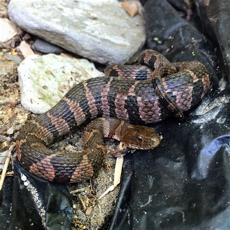 Northern Water Snake Reptiles And Amphibians Of Northern Illinois