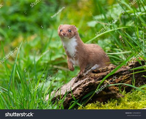 Least Weasel Stock Photos Pictures And Royalty Free Images Istock 273