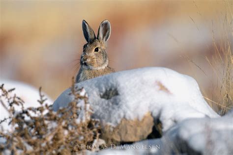 Whats Up — Mountain Cottontail By Thomas D Mangelsen