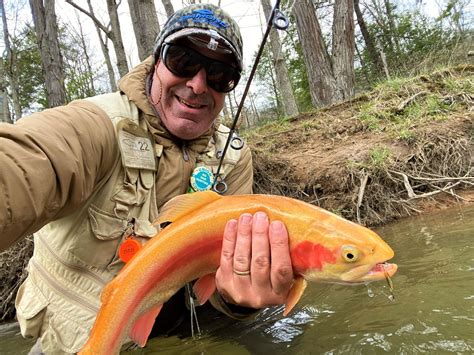 A Stocked Golden Rainbow In One Of Pennsylvanias Wildest Trout Streams