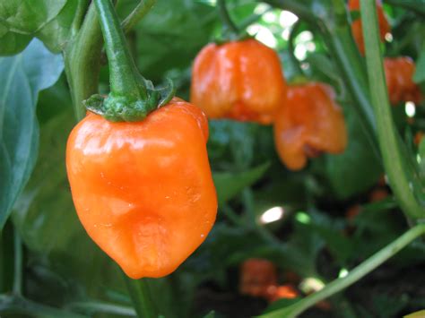 Habanero Orange Pepper White Harvest Seed Company