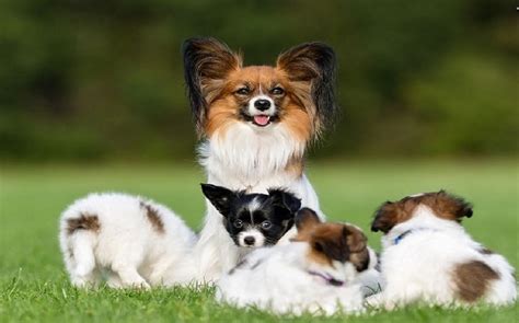 All About Papillon Dog Breed Origin Behavior Trainability Facts