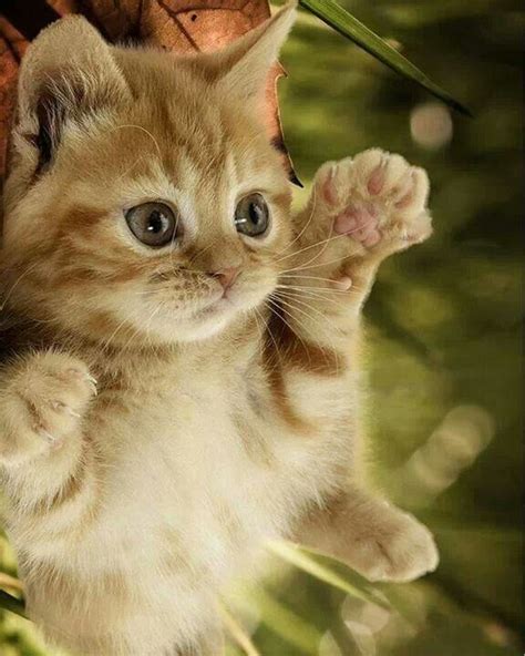 Best 25 Super Cute Kittens Ideas On Pinterest Cute Baby Cats Pictures Of Baby Cats And
