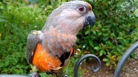 Red Bellied Parrot Young Male Bird Youtube
