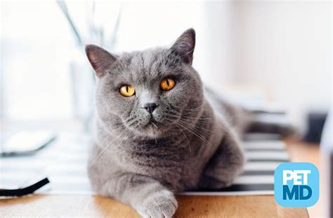 10 Helpful Ways To Calm Your Cat Cats Cat Care Cat Club