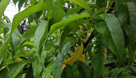 Fruit Trees - Home Gardening Apple, Cherry, Pear, Plum: Fruit Tree