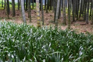 Sure lils, sirius replied and left the room closing the door. How to Plant and Care for the Red Spider Lily | LoveToKnow
