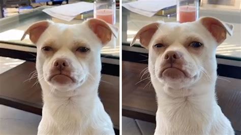 Dog With Human Face Gives Disapproving Look Youtube